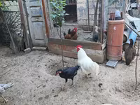 Chickens — foto 1