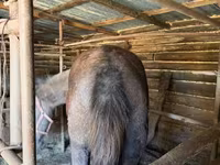Caballos (lote, sexo no especificado), Caballos — foto 2