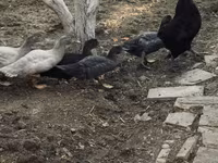 Ev Muskovisi — foto 6