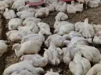 Chickens — foto 3