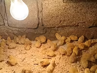 Chickens — फ़ोटो 4