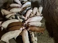 Eber, Schweine — Foto 1