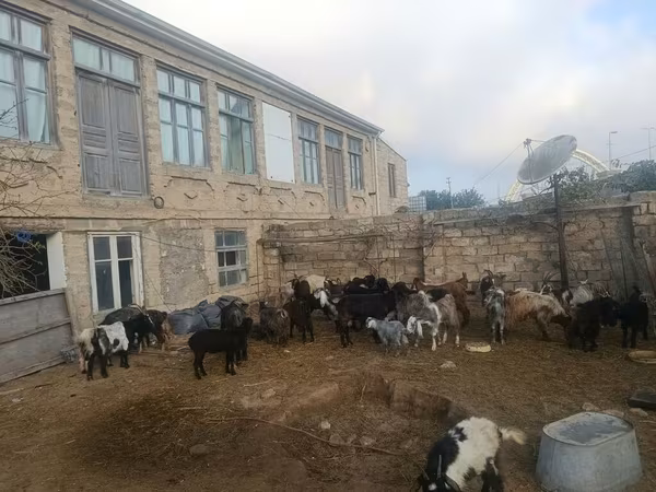 Keçi, Keçilər — Azərbaycan