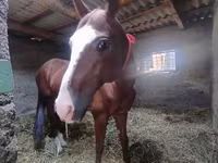 At, Akhal-Teke — foto 4