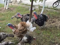 Turkeys — foto 6
