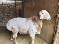 Baran, Arashan sheep — zdjęcie 2