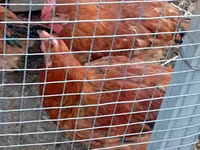 Chickens — Foto 8
