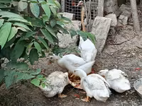 Ducks — Foto 3