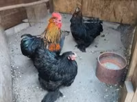 Chickens — 2-rasm