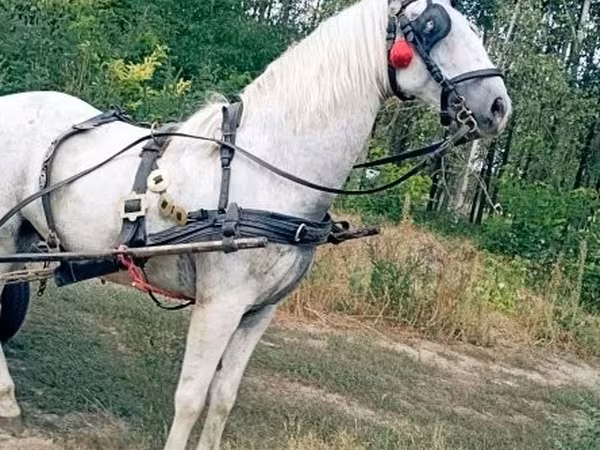 Cavalo, Cavalos