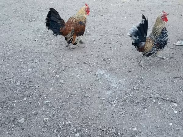 Chickens