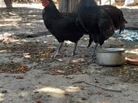 Australorp — photo 3