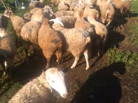 Sheep, Sheep — photo 4