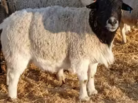 Widder, Dorper sheep — Foto 1