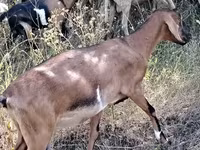 Dişi keçi, Nubian Goat — foto 4