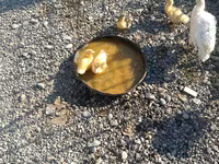 Ducks — 照片 2