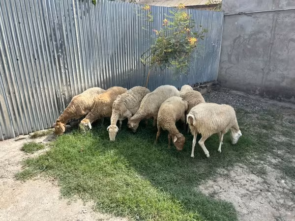 Qoyunlar (partiya, cinsi göstərilməyib), Qoyunlar
