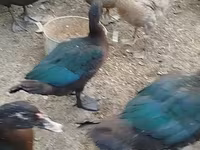 Ducks — photo 5