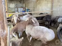 Sheep (batch, sex not specified), Arashan sheep — photo 4