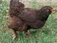Brahma — photo 7