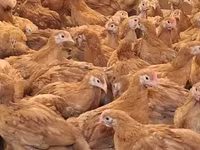 Chickens — Foto 4