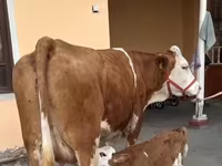 母牛, Red-spotted breed — 照片 7