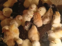 Chickens — Foto 3