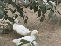 Deutscher Pekin — Foto 5