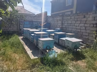 Arıçılıq üçün hazır pətək və avadanlıq dəsti - Şəkillərdə gördüyünüz — photo 1