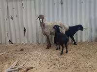 Qoyun, Arashan sheep — foto 1
