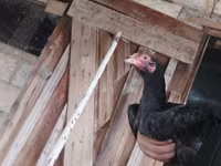 Chickens — photo 1