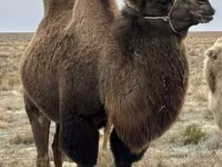 Tuya lar (partiya, jinsi ko‘rsatilmagan), Kazakh Bactrian camel — 2-rasm