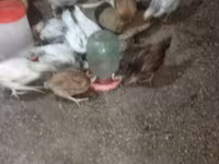 Chickens — photo 2
