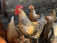 Chickens — الصورة 1