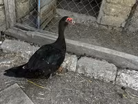 Ducks — foto 1