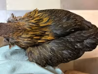 Araucana — foto 1