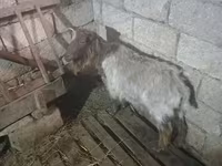 Dişi keçi, Keçilər — foto 3