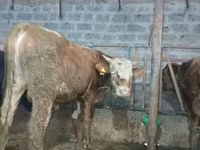 Bull, Cattle — photo 4