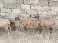 Qoyunlar (partiya, cinsi göstərilməyib), Qoyunlar — foto 4