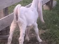 Kozioł, Gulabi goats — zdjęcie 2