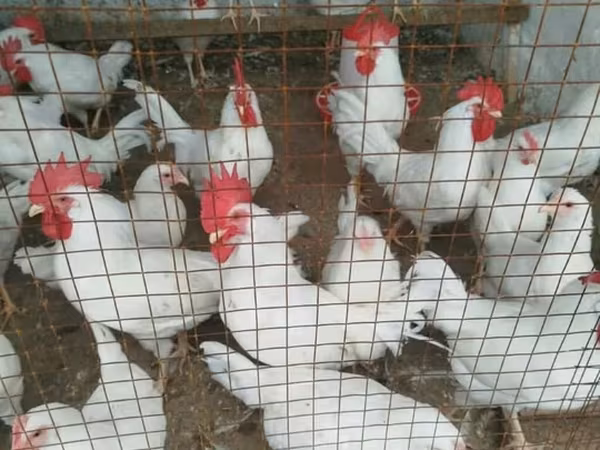 Leghorn