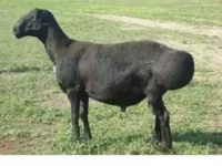 Schaf, Edilbay sheep — Foto 1