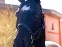 At, Thoroughbred horse — foto 2