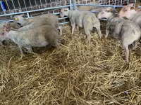Qoyun, Charollais sheep — foto 2