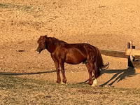 Kobyła, Mugalzhar horse — zdjęcie 5