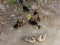 Ducks — photo 2