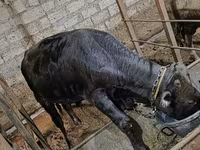 Buğa, Aberdin – Angus — foto 1