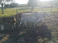 Touro, Zebu — foto 3