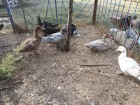 Ducks — 照片 5
