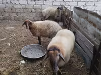 Qoç, Blackheaded Persian sheep — foto 8